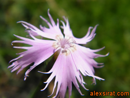 Dianthus hyssopifolius Val d'Aran